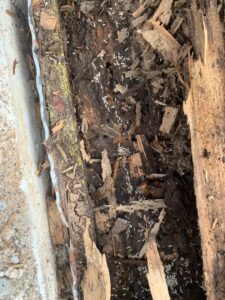 Close-up of severe termite infestation and wood damage discovered by Berner Pest Solutions in Lexington, KY.