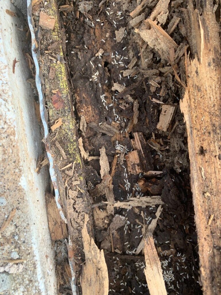 Close-up of severe termite infestation and wood damage discovered by Berner Pest Solutions in Lexington, KY.