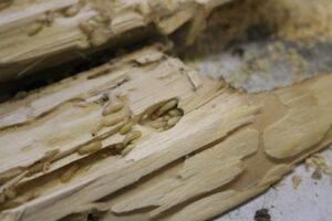 Close-up of termite larvae and tunnels in damaged wood, indicating termite control services from Termite Lawn And Pest, Inc in Orlando, FL.