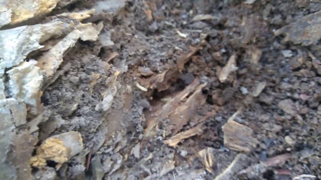 Close-up of wood debris showing active termite larvae and damage, treated by The Bug Guy in Springfield, MO.