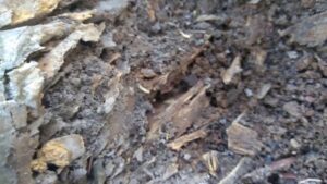 Close-up of wood debris showing active termite larvae and damage, treated by The Bug Guy in Springfield, MO.