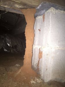 A large termite mud tube on a concrete foundation in a crawl space, inspected by Superior Pest Management in Kannapolis, NC.