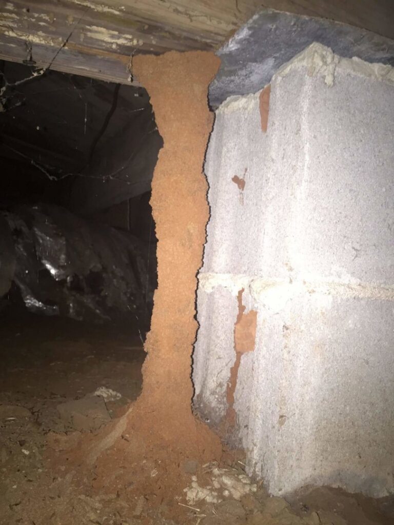 A large termite mud tube on a concrete foundation in a crawl space, inspected by Superior Pest Management in Kannapolis, NC.