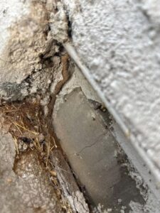 A termite mud tube visible in a corner, indicating a pest problem handled by Steadfast Pest Control in Queen Creek, AZ.