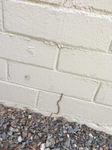 A visible termite mud tube on a brick wall, indicating a pest problem for House Doctor Exterminating in Glendale, AZ.