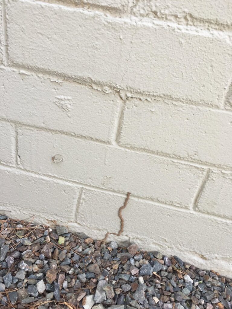 A visible termite mud tube on a brick wall, indicating a pest problem for House Doctor Exterminating in Glendale, AZ.