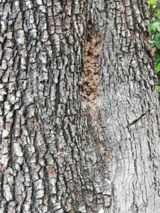 A visible termite mud tube on tree bark, indicating pest activity, addressed by GPM - Gruene Pest Management in San Antonio, TX.