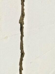 A visible termite mud tube on a white wall, indicating a termite infestation handled by Epcon Lane Pest Control in Akron, OH.