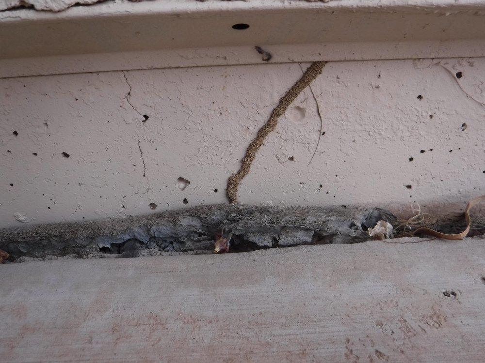 A visible termite mud tube on a concrete wall, indicating a pest problem for House Doctor Exterminating in Glendale, AZ.