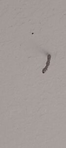 A close-up of a termite mud tube on a wall, showing evidence of a pest infestation, for Pest Control Solutions in Mesa, AZ