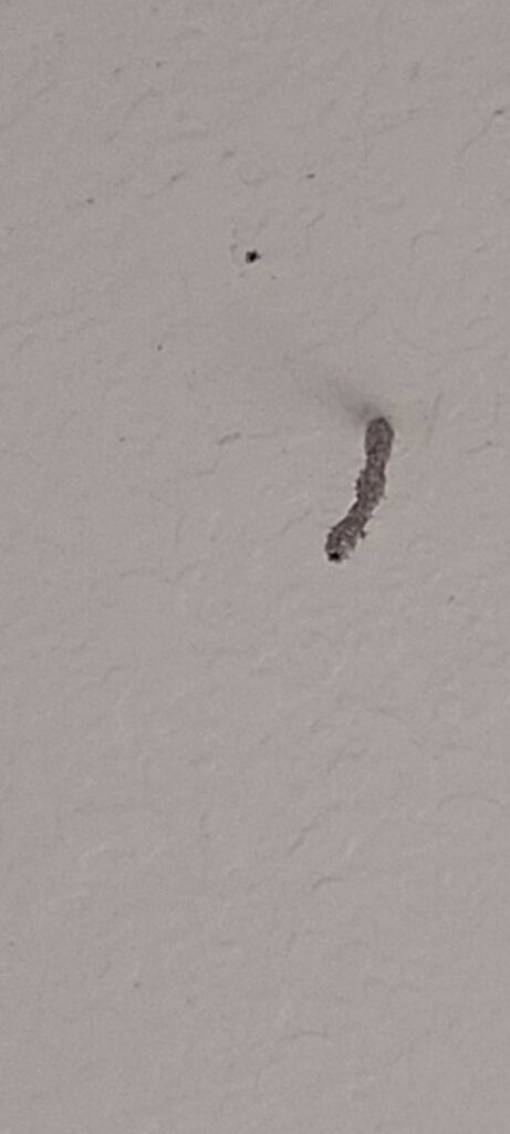 A close-up of a termite mud tube on a wall, showing evidence of a pest infestation, for Pest Control Solutions in Mesa, AZ