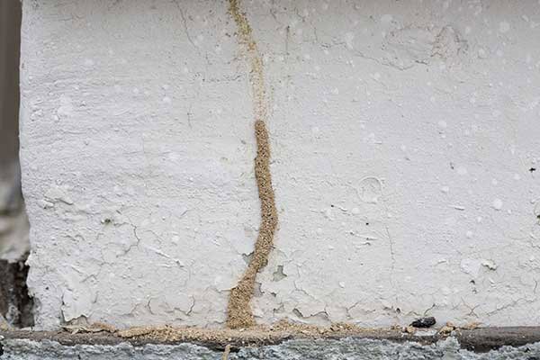 A visible termite mud tube on a white wall, indicating a termite infestation for Valley Termite & Pest Control in Cincinnati, OH.