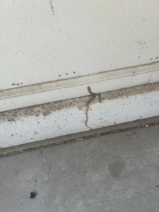Termite mud tubes found along a baseboard and wall, showing pest activity addressed by Preferred Choice Pest Control in Surprise, AZ.