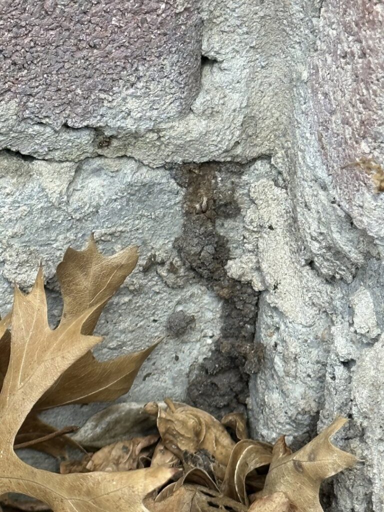 Termite mud tubes visible on a concrete foundation or wall, indicating active termite infestation addressed by Next Level Pest Services in Fort Worth, TX.