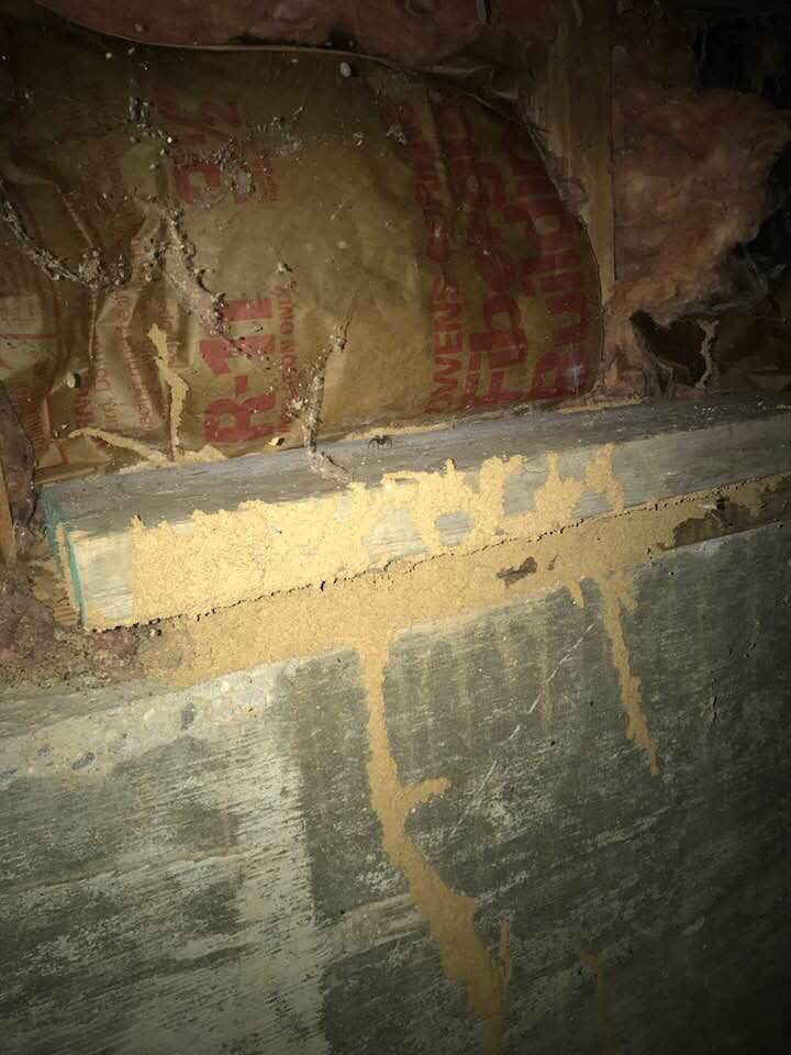 Termite mud tubes and damage on a wooden beam and concrete foundation, addressed by Envirosafe Termite & Pest Control in Louisville, KY.