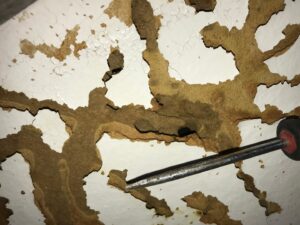 Close-up of termite mud tubes and damage on a wall, being inspected by El Valle Pest Control in El Paso, TX
