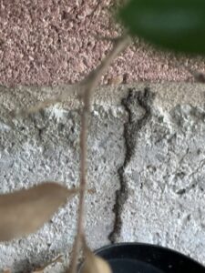 Termite mud tubes visible on an exterior concrete wall, a clear sign of termite activity managed by Next Level Pest Services in Fort Worth, TX.