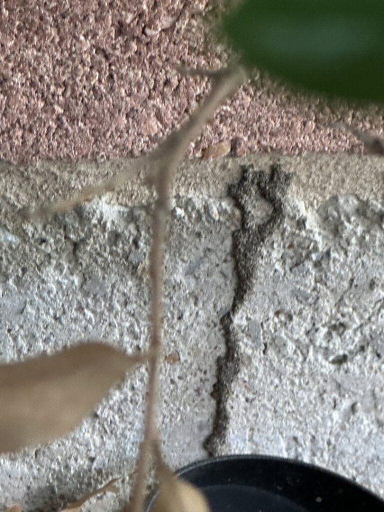 Termite mud tubes visible on an exterior concrete wall, a clear sign of termite activity managed by Next Level Pest Services in Fort Worth, TX.