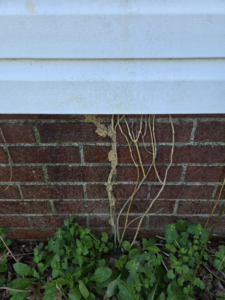 Termite mud tubes visible on a brick foundation, indicating pest activity, addressed by Bug Blasterz LLC in Huntsville, AL.