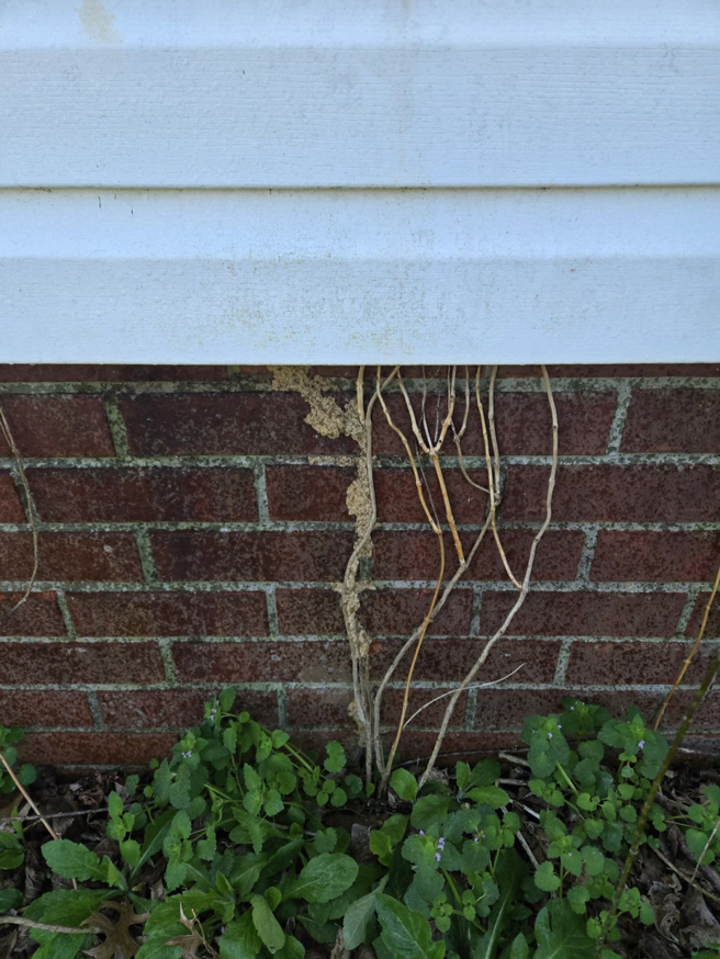 Termite mud tubes visible on a brick foundation, indicating pest activity, addressed by Bug Blasterz LLC in Huntsville, AL.