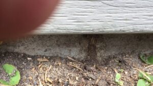 Termite mud tubes visible on a house foundation, a common issue addressed by General Pest Solutions in Summerville, SC.