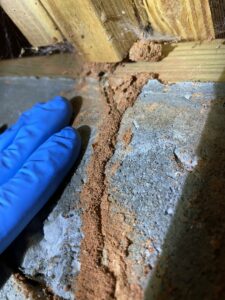 A gloved hand inspecting termite mud tubes on a concrete wall, indicating a pest control job by Corsello & Son Pest Control Services in Atlanta, GA.