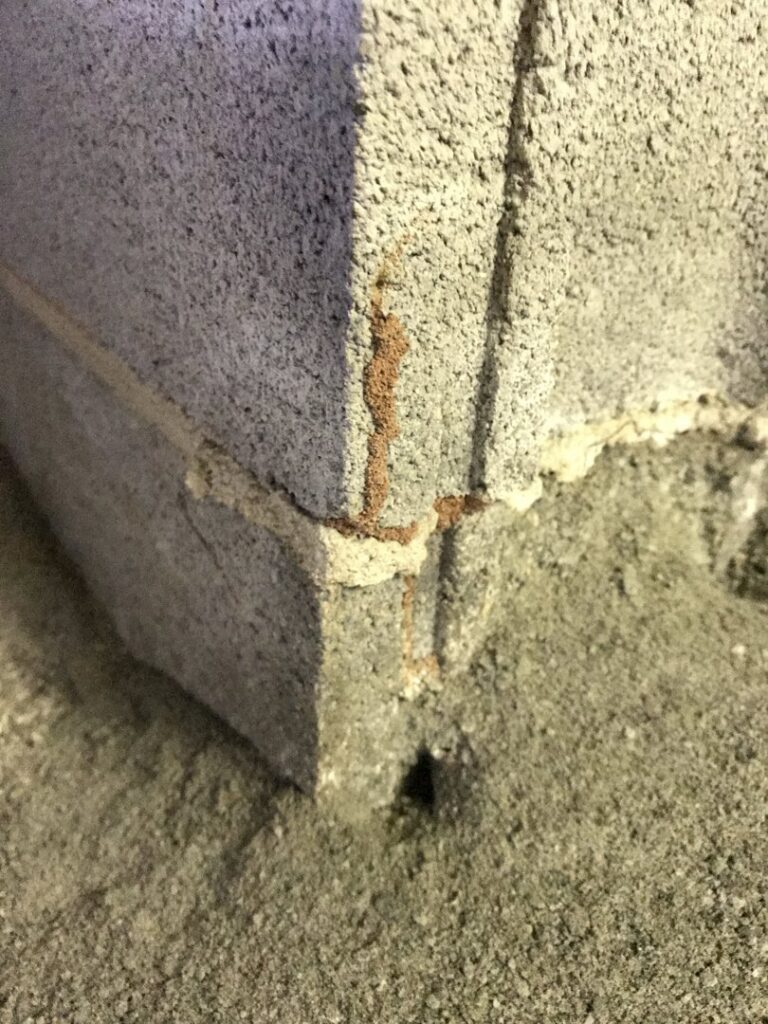 Close-up of active termite mud tubes on a concrete block wall, indicating a pest issue for Noosa Pest Management, LLC in Columbia, SC.