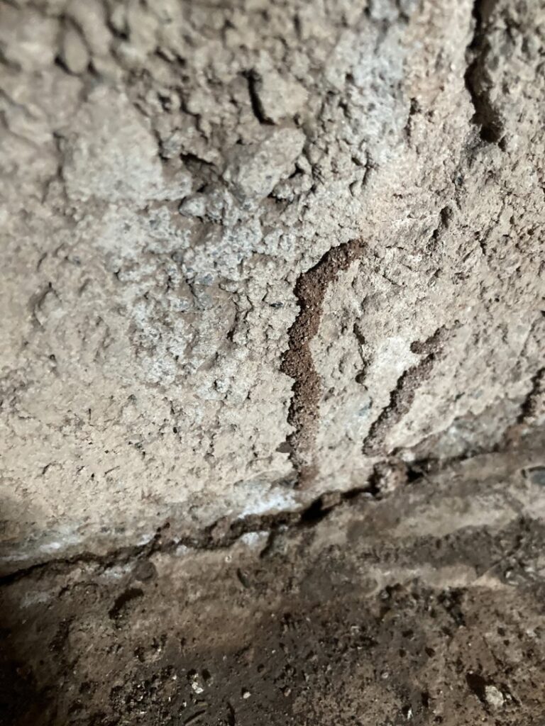 Close-up of termite mud tubes on a concrete wall, indicating a termite infestation for Orkin Therm Insulation in Harrisburg, PA.