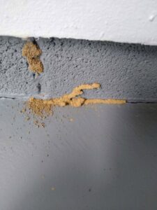 Termite mud tubes visible on a concrete wall, indicating a pest infestation addressed by Power Pest Solutions in Knoxville, TN.