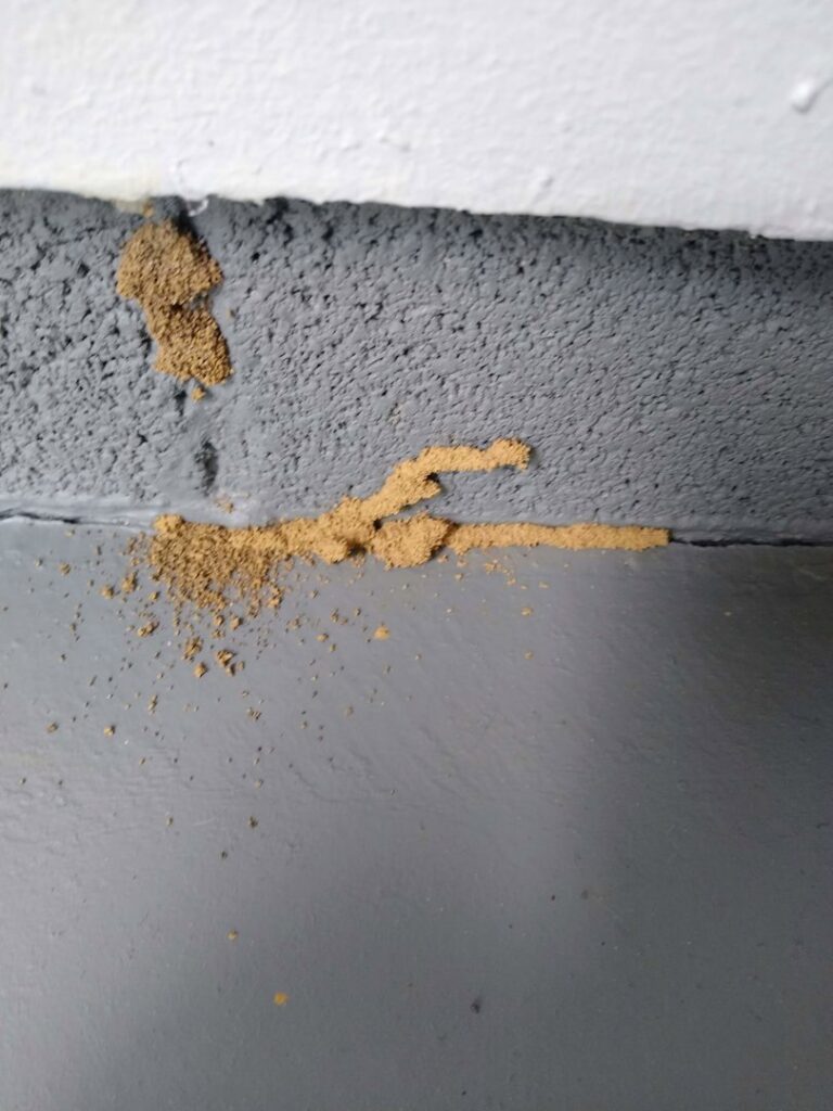 Termite mud tubes visible on a concrete wall, indicating a pest infestation addressed by Power Pest Solutions in Knoxville, TN.