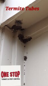 Termite mud tubes visible on a wooden door frame, showing a pest problem addressed by One Stop Termite & Pest Control in Memphis, TN.