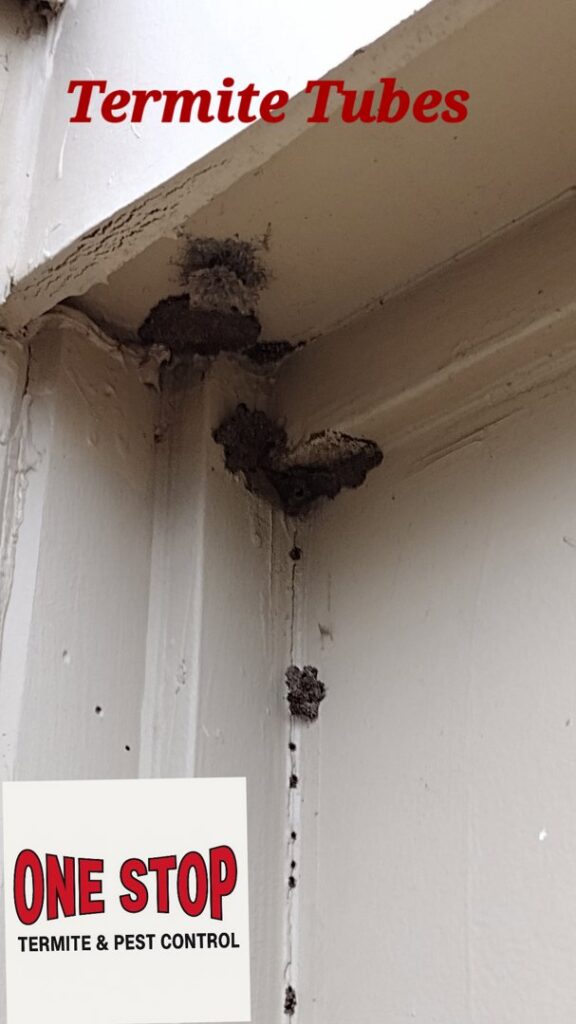 Termite mud tubes visible on a wooden door frame, showing a pest problem addressed by One Stop Termite & Pest Control in Memphis, TN.