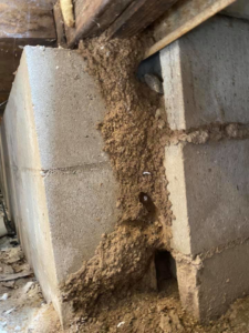 Termite mud tubes and damage visible on a concrete block foundation, indicating a pest control issue by Anchor Pest Management in Charleston, SC.
