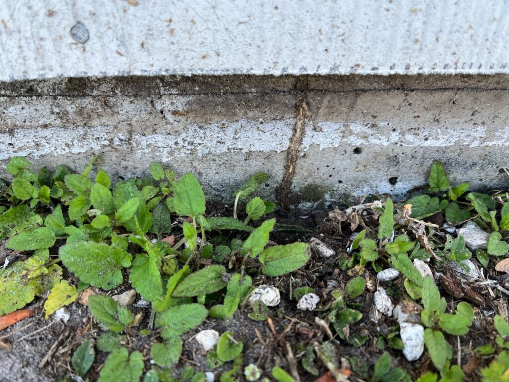 Termite mud tubes visible on a concrete foundation, indicating a pest problem for Crawford Pest Control in Jacksonville, FL.