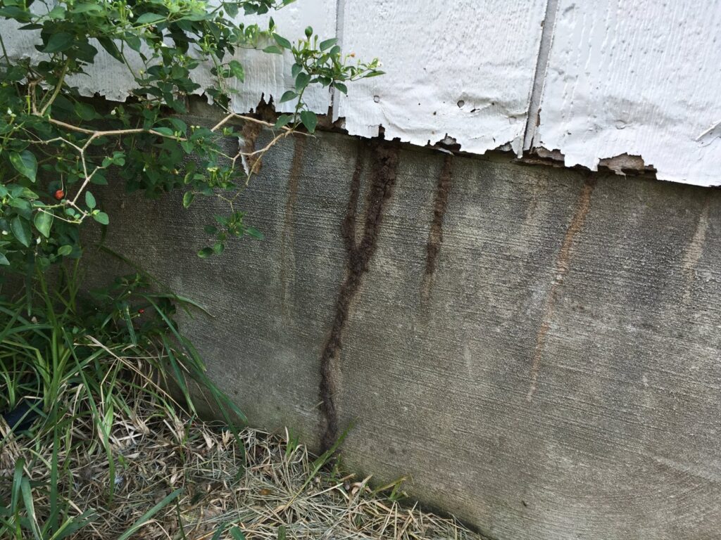 Termite mud tubes visible on the foundation of a house, indicating a pest control inspection and treatment job by Beeline Pest Control Texas in San Antonio, TX.