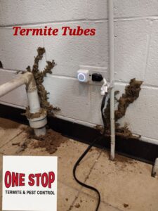 Close-up of active termite mud tubes on a concrete wall, indicating a pest issue for One Stop Termite & Pest Control in Memphis, TN.