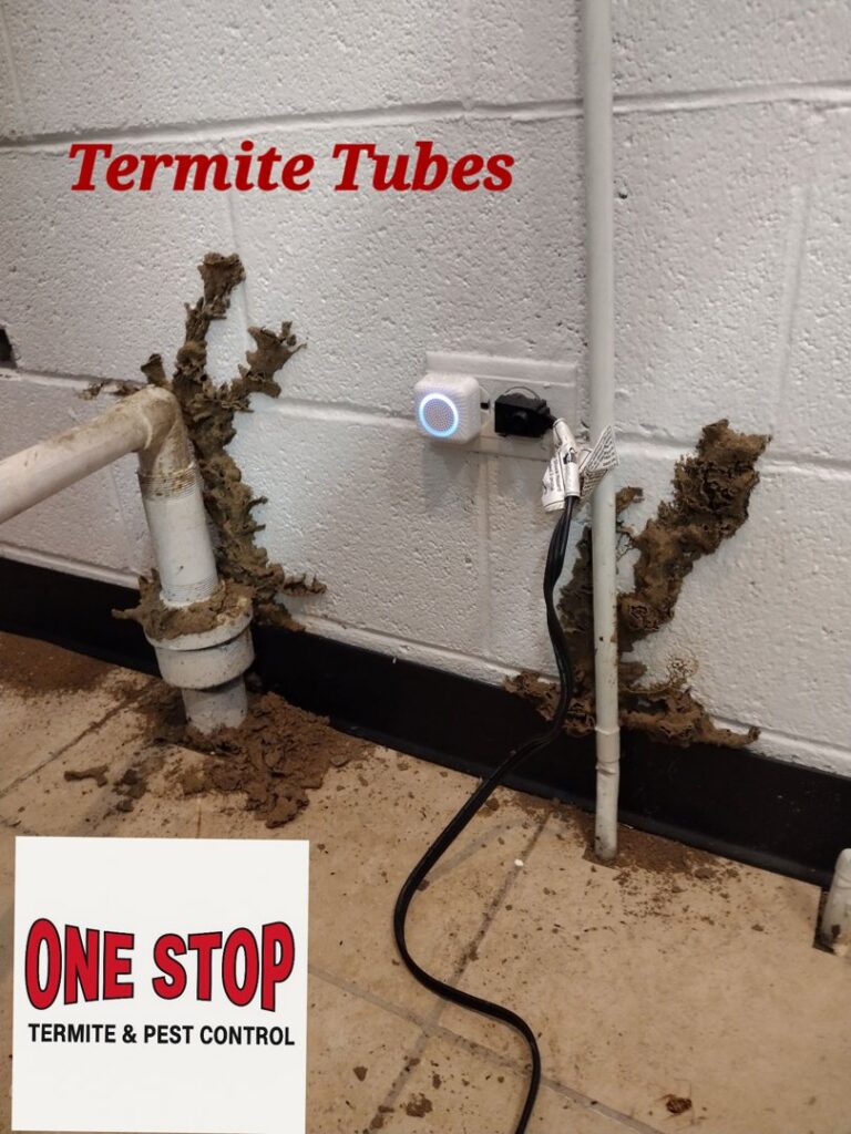 Close-up of active termite mud tubes on a concrete wall, indicating a pest issue for One Stop Termite & Pest Control in Memphis, TN.