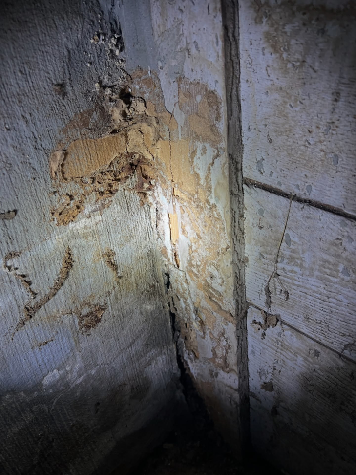 Termite mud tubes and damage visible on a concrete wall, inspected by Pest Lock, Inc. in Vancouver, WA.