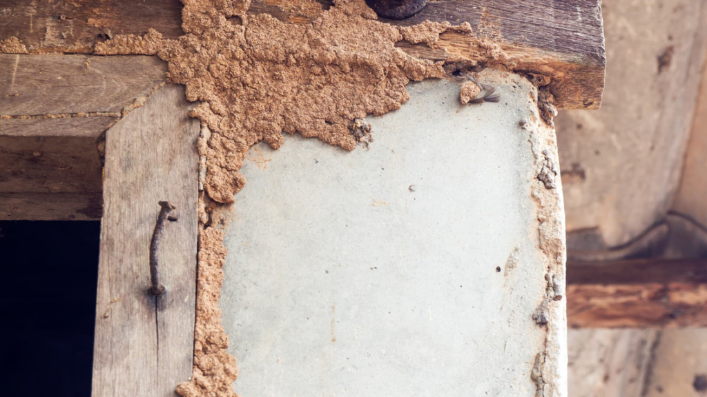 Termite mud tubes visible on a wooden beam and concrete, showing pest activity for Hub City Pest Control in Jackson, TN