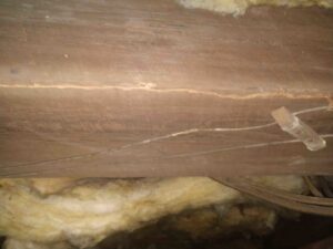 Termite mud tubes visible on a wooden beam, indicating an active infestation for Premier Pest Management in Yonkers, NY.