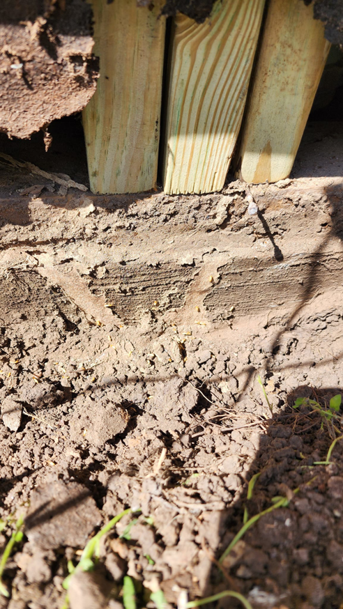 Termite mud tubes visible on the soil and base of wooden fence posts, indicating active termite infestation handled by Before and After Pest Control in Kenner, LA.