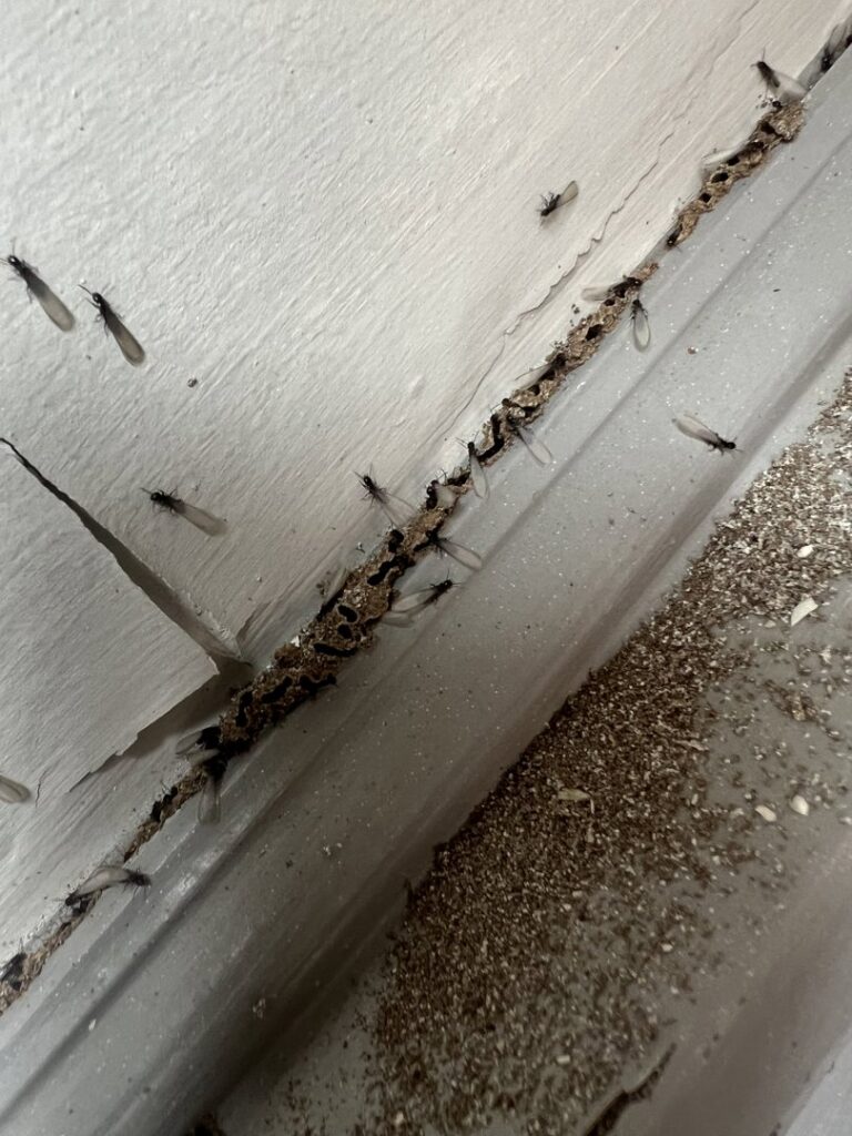 Termite mud tubes and winged swarmers indicating an active infestation, addressed by Perry Crawl Space & Pest Control Solutions LLC in Chesapeake, VA.