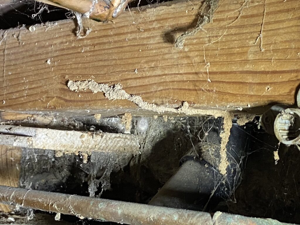 Termite mud tubes visible on a wooden beam and pipes, indicating a pest infestation addressed by Top Gun Pest Control in Caldwell, ID.