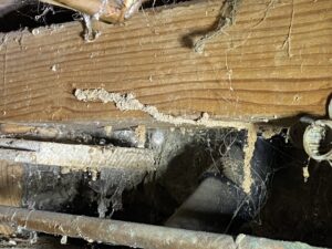 Termite mud tubes visible on a wooden beam and pipes, indicating a pest infestation addressed by Top Gun Pest Control in Caldwell, ID.