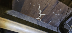 Termite mud tubes visible on a wooden floor joist in a crawlspace, indicating a pest control inspection or treatment by MJ's Absolute Solutions in Parma, OH.