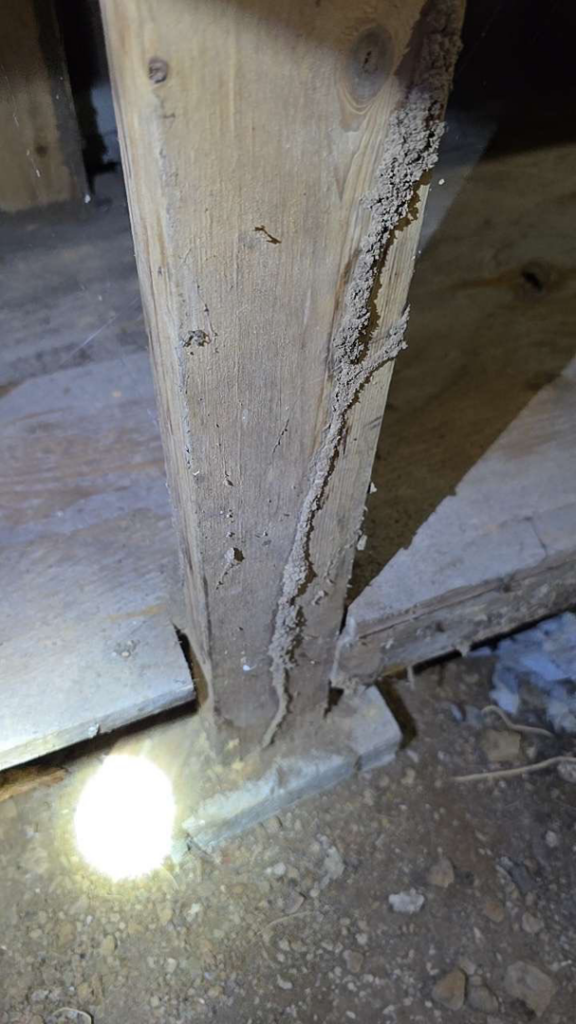 Termite mud tubes visible on a wooden support beam, indicating infestation for Best Termite & Pest Control, Inc. in Manchester, KY.