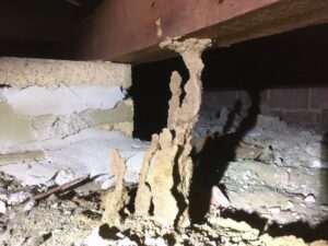 Active termite mud tunnels and mounds visible in a building's crawl space, requiring pest control from Stewarts Pest Control Perth, WA.