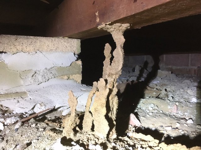 Active termite mud tunnels and mounds visible in a building's crawl space, requiring pest control from Stewarts Pest Control Perth, WA.