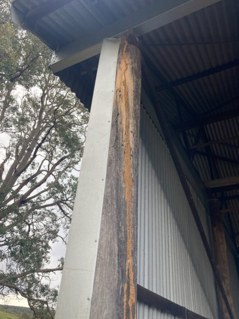 Visible termite mudding and trails on a wooden support post of an outdoor shed, indicating pest activity for Stewarts Pest Control Perth, WA.