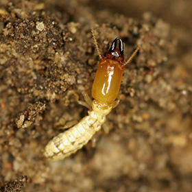 A close-up of a termite on soil, representing termite control services by Truly Nolen Pest & Termite Control in Lehigh Acres, FL.